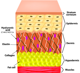 Skin layers